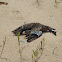 Blue-winged Teal Duck (deceased)