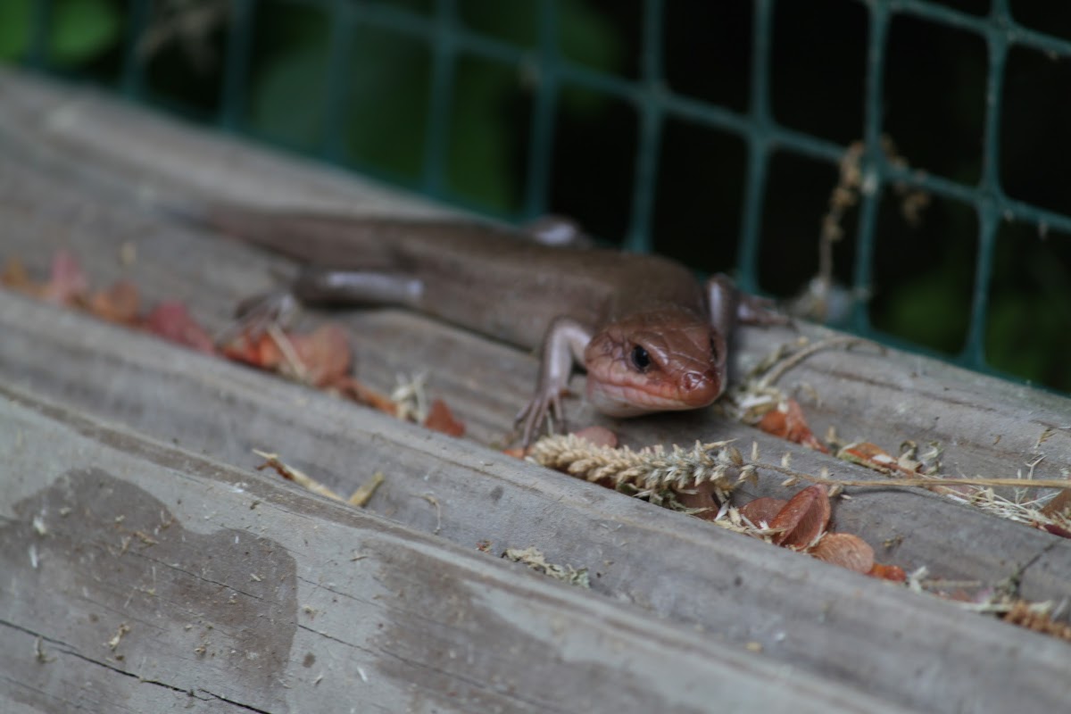 Red Tailed Skink