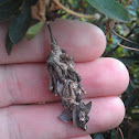 Bagworm moth