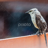 Wet bird by Mike O'Connor -  