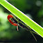 Bethylidae Wasp