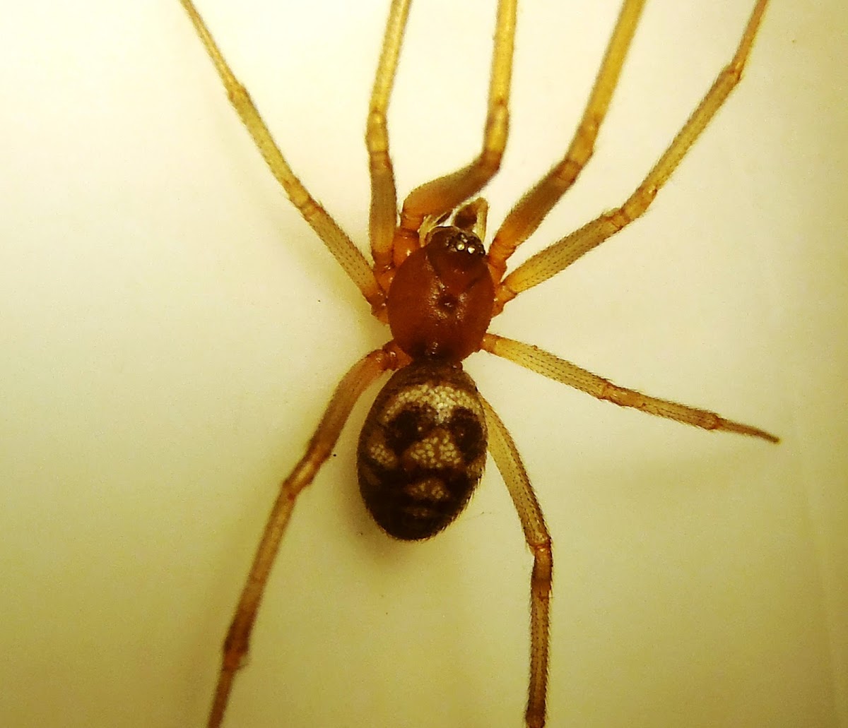 Domestic house spider. Araña de rincón