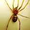 Domestic house spider. Araña de rincón