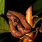 Common mock viper
