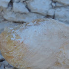 Clam fossil