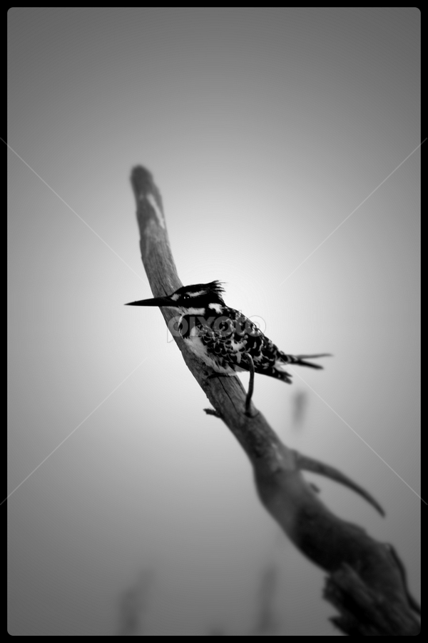 Kingfisher HUnting by Jacques Engelbrecht - Black & White Animals