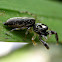 Jumping Spider