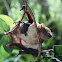 Lesser Asiatic Yellow House Bat (with Pup)