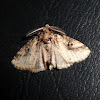 Limacodid Moth