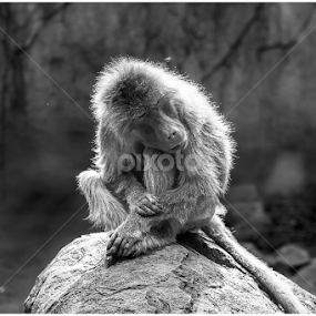 magnificent monkey by Tracy Gorgen - Black & White Animals