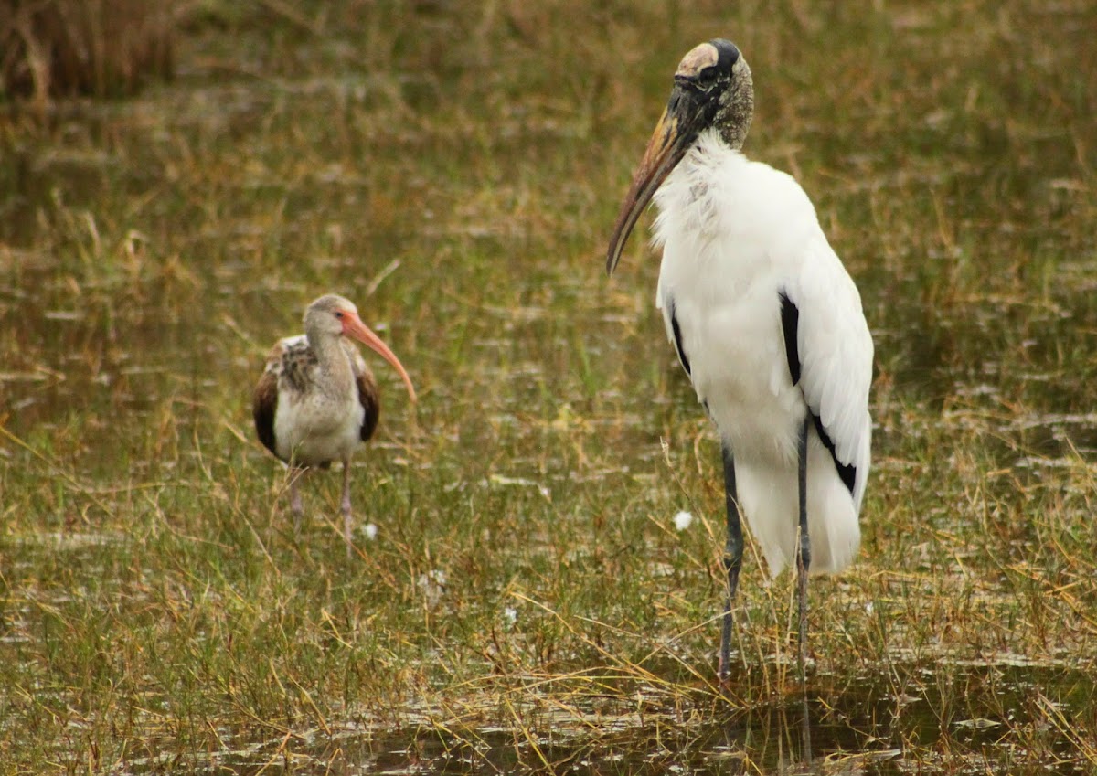 Wood Stork (and friends)