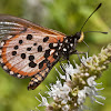 Garden Acraea Butterfly