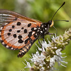 Garden Acraea Butterfly