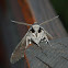 Convolvulus Hawk-moth (male)