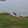 White-faced Heron