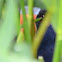 Purple Gallinule,  in the nest