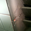 Black Widow spider