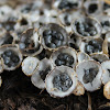 birds nest fungus