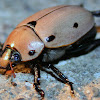 Grapevine Leaf Beetle