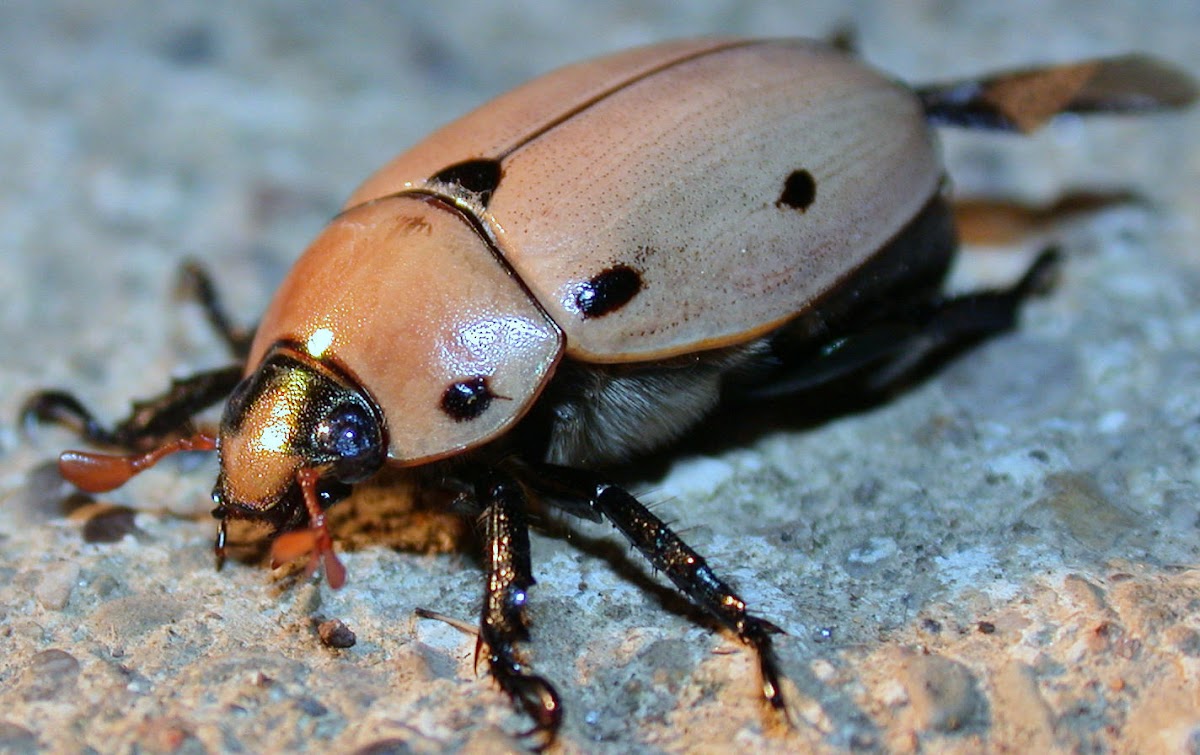 Grapevine Leaf Beetle