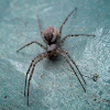 Furrow Orb-Weaver Spider
