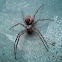 Furrow Orb-Weaver Spider
