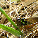 Red-legged Grasshopper