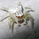 White Jumping Spider