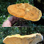 Dye Polypore (Phaeolus schweinitzii)