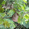 Nest wasp in Cashew tree
