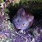 Southern Red-Backed Vole