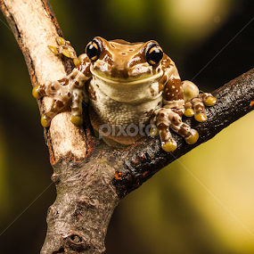 by Nigel Atkins - Animals Amphibians