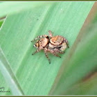 Carrhotus Jumping Spider (Female)