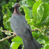 Scaly Naped Pigeon