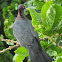 Scaly Naped Pigeon