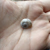 White garden snail (άσπρο σαλιγκάρι)