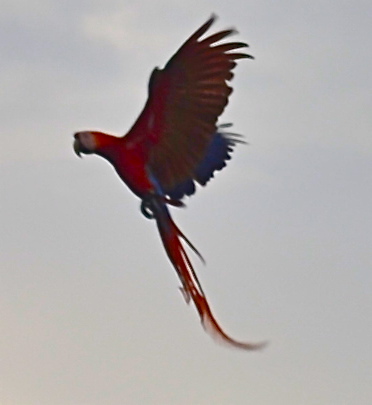 Scarlet Macaw, Lapa Roja