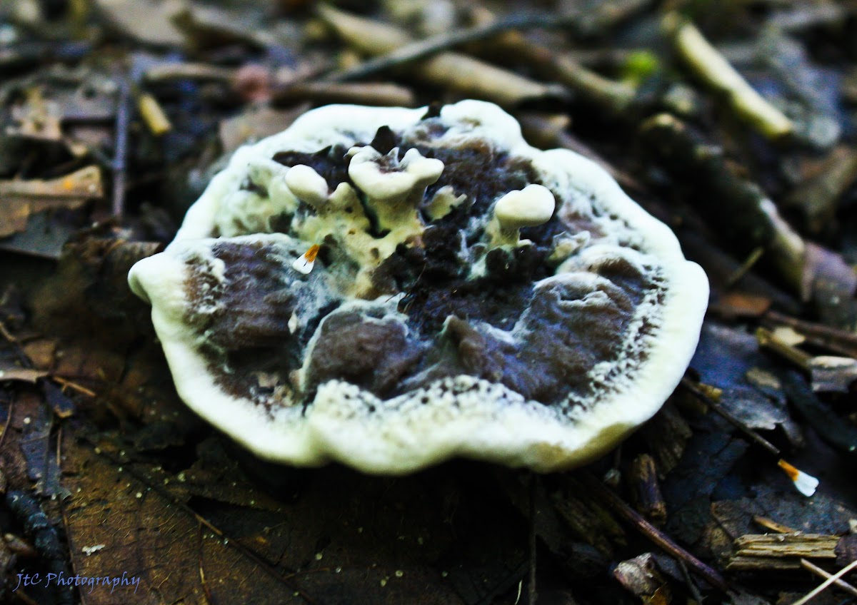 Hydnellum Tooth Fungus