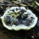 Hydnellum Tooth Fungus