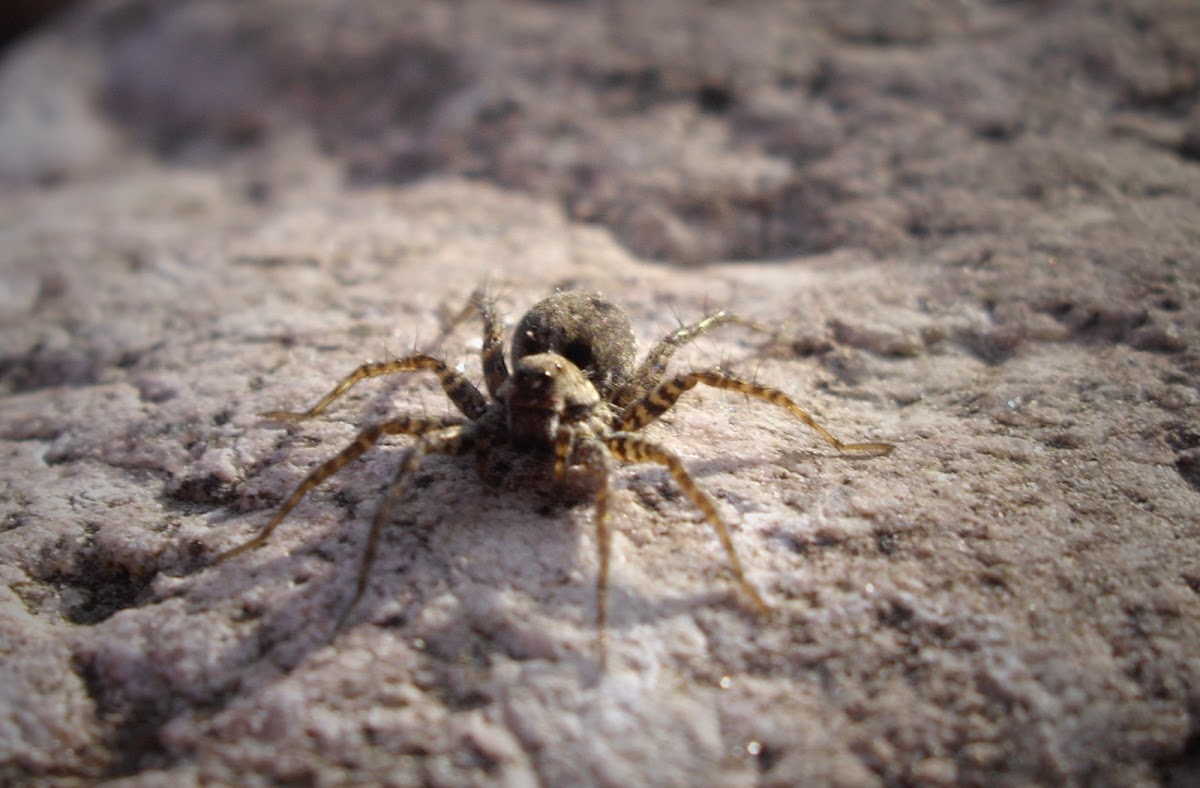 Wood Spider (Waldwinkelspinne)
