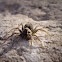 Wood Spider (Waldwinkelspinne)