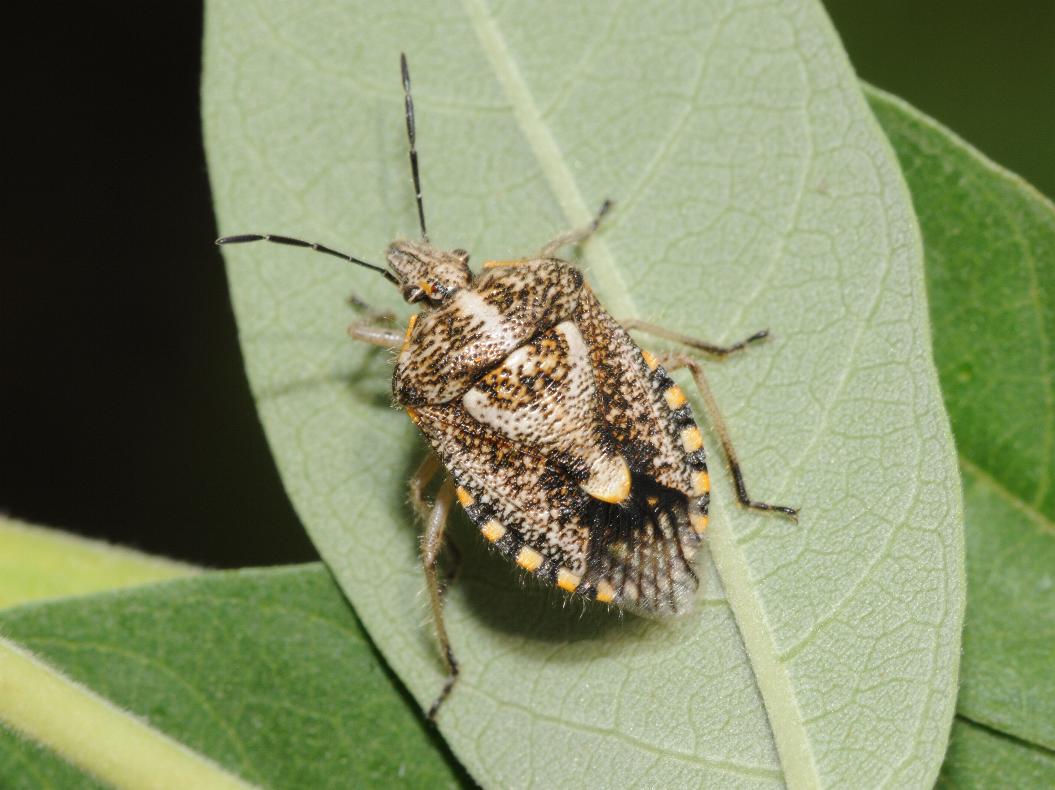 African cluster bug