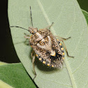 African cluster bug