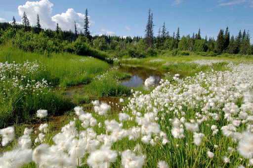 Wildflowers filled meadows can be found throughout Denali National Park, Alaska.