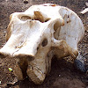 Indian Elephant skull and bones