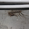 House centipede with prey