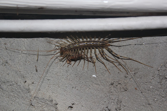 House centipede with prey | Project Noah