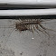 House centipede with prey