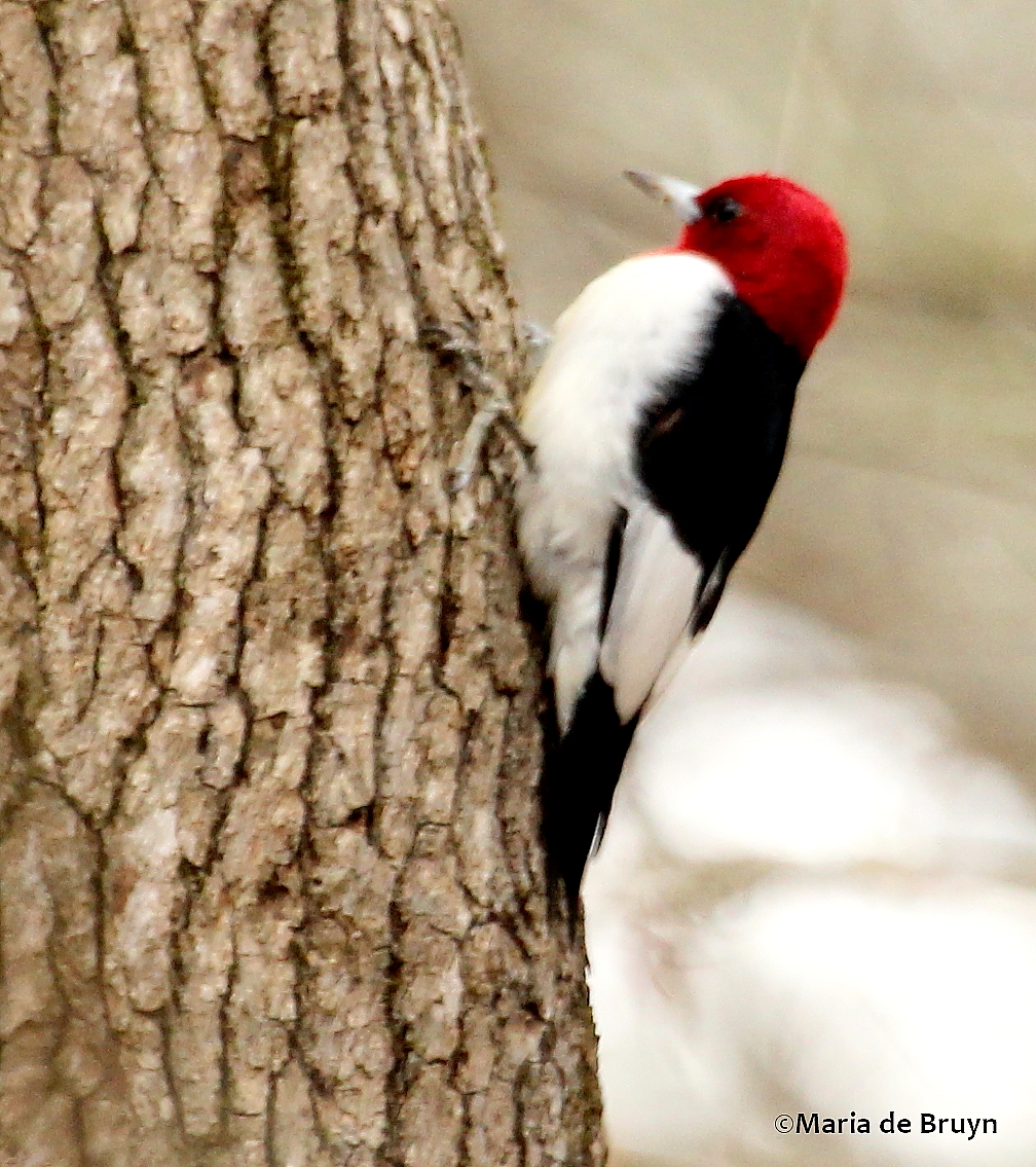 Red-headed woodpecker