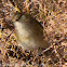 Chiffchaff; Mosquitero Común